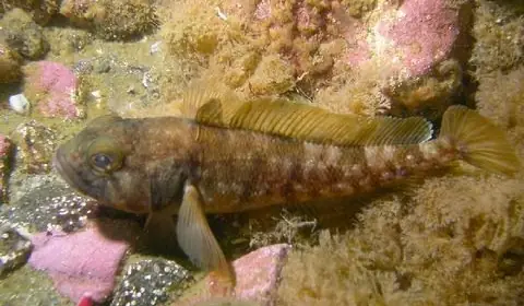 Whitefish Và Icefish |