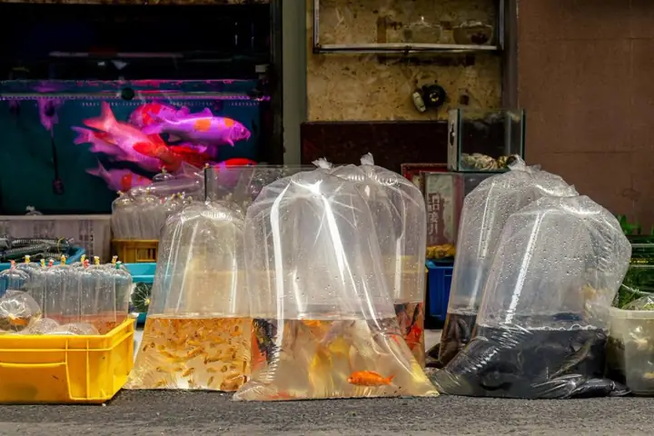 Bước 4: Chăm Sóc Bể Cá