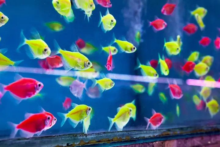 Xu Hướng Tự Thiết Kế Bể Nuôi Cá Cảnh