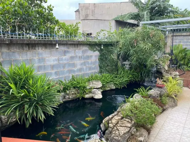 Tham Khảo Những Mẫu Hồ Cá Koi Tự Xây Chuẩn Đẹp