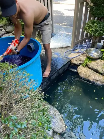 Bước 11: Thả Cá Vào Hồ