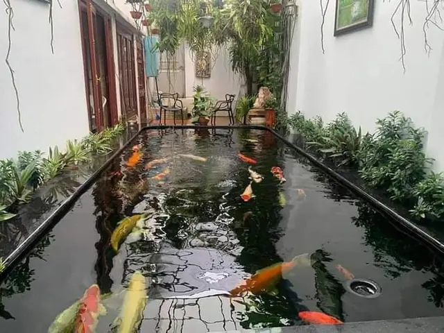 Bước 1 Lựa Chọn Vị Trí Xây Hồ Cá Koi