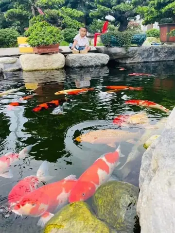 Bước 1 Lựa Chọn Vị Trí Xây Hồ Cá Koi Bước 1 Lựa Chọn Vị Trí Xây Hồ Cá Koi