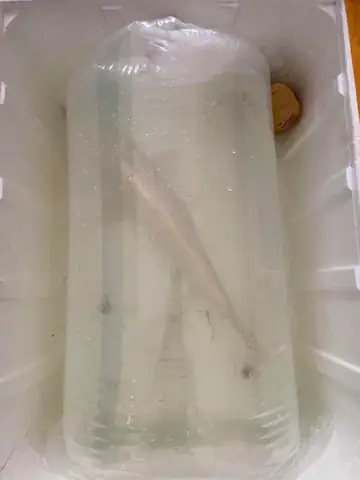 Bước 11: Thả Cá Vào Hồ Bước 11: Thả Cá Vào Hồ