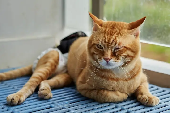 Xe Lăn Cho Chó Bán Ở Đâu Xe Lăn Cho Chó Bán Ở Đâu