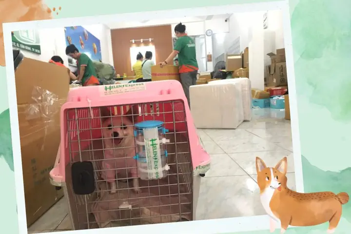 Quy Trình Vận Chuyển Thú Cưng Về Miền Tây