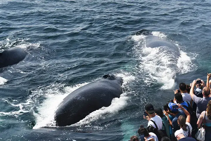 Giao Lưu, Kết Bạn