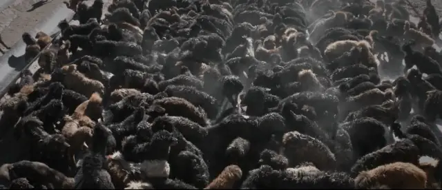 Kinh Hoàng Với Bầy Chó Ngao Tây Tạng Thả Rông Ở Trung Quốc - Ảnh 2.