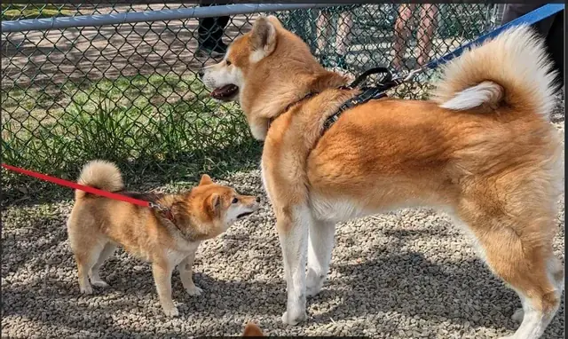 Xem Con Chó Biết Nói: Khoa Học Giải Mã Ảo Giác Và Khả Năng Giao Tiếp Thật Sự Của Thú Cưng Xem Con Chó Biết Nói: Khoa Học Giải Mã Ảo Giác Và Khả Năng Giao Tiếp Thật Sự Của Thú Cưng