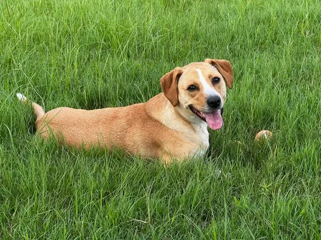 Xem Những Chú Chó Cứu Hộ: Hành Trình Từ Ngõ Phố Đến Tấm Lòng Người