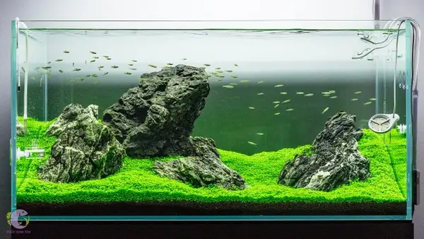Phong Cách Iwagumi - Nghệ Thuật Xếp Đá Trong Hồ Thủy Sinh | Thủy ...