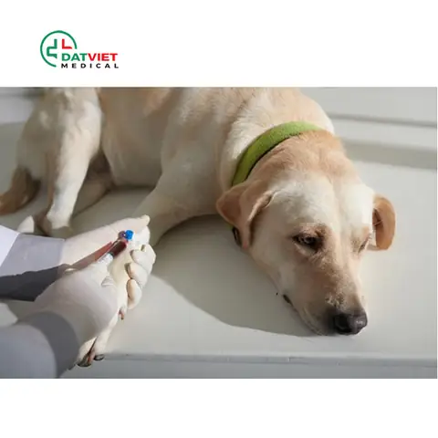 Xét Nghiệm Máu Cho Chó Gồm Những Gì? Xét Nghiệm Máu Cho Chó Gồm Những Gì?