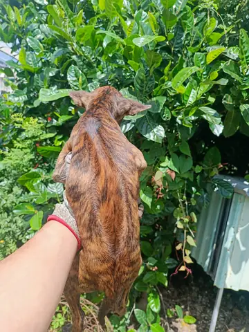 Chó Phú Quốc Xoáy Đao