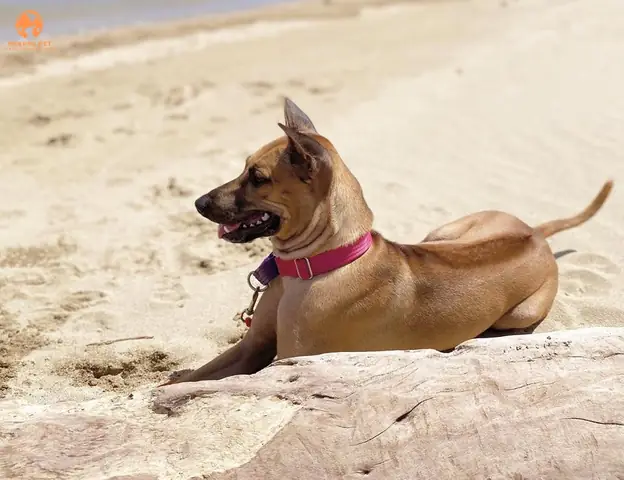 Chó Phú Quốc Xoáy Kiếm