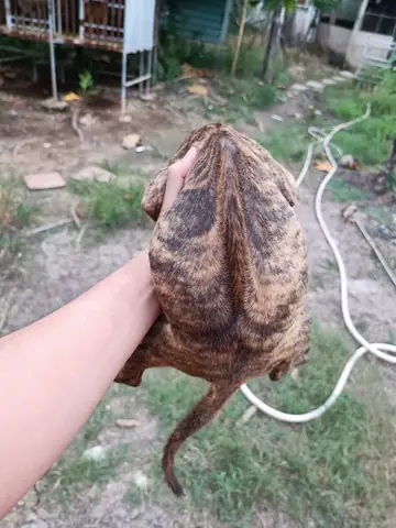 Chó Phú Quốc Xoáy Kiếm