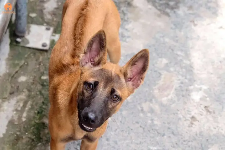 Chó Phú Quốc Xoáy Kiếm