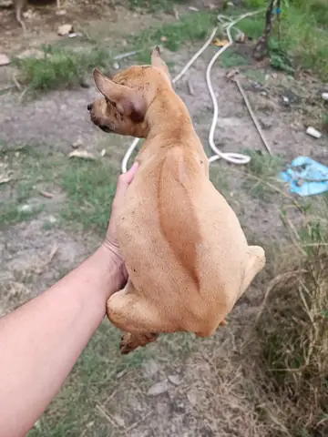 Chó Phú Quốc Xoáy Bản