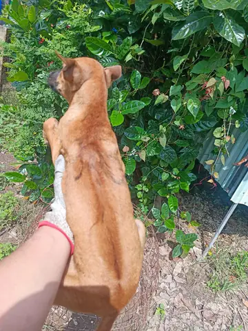 Chó Phú Quốc Xoáy Đao