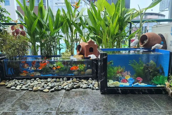 Nước Mưa Ảnh Hưởng Đến Hồ Cá Cảnh Như Thế Nào?