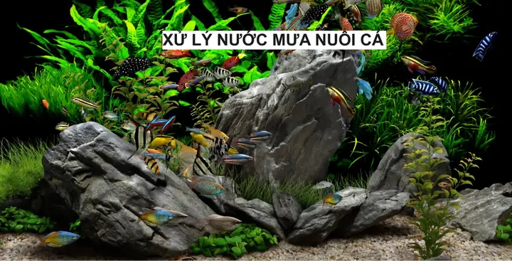 Xử Lý Nước Mưa Nuôi Cá Để Cá Phát Triển Khoẻ Mạnh
