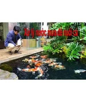Cách Xử Lý Nước Mưa Để Nuôi Cá - Công Nghệ Met
