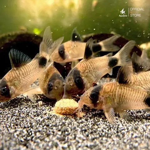 Nguyên Nhân Gây Ra Rêu Hại