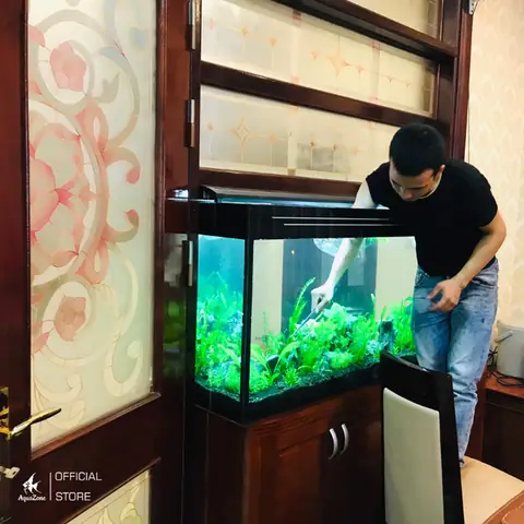 Cách Phòng Ngừa Rêu Hại Bể Cá