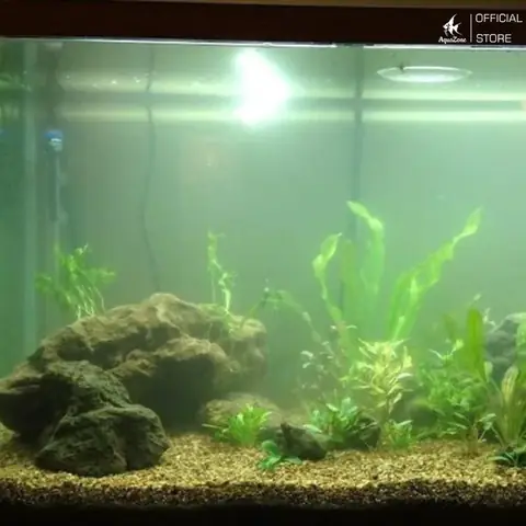 Nguyên Nhân Gây Ra Rêu Hại