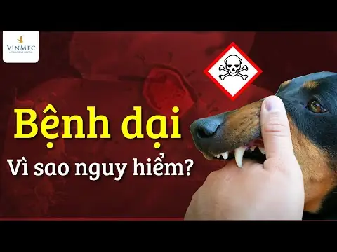 Xử Lý Vết Thương Khi Bị Chó Cắn Hoặc Mèo Cắn