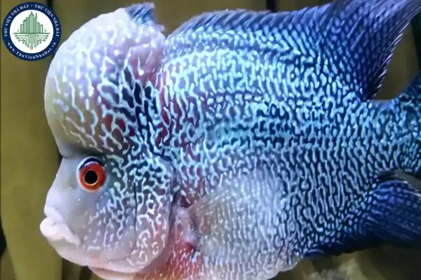 Nguồn Gốc Và Đặc Điểm Nổi Bật Của Cá La Hán