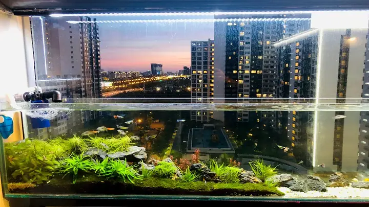 1đặt Bể Cá Trong Nhà Có Giá Trị Phong Thủy Như Thế Nào?