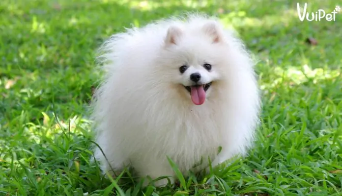 Yeontan Là Giống Chó Gì? Tìm Hiểu Chi Tiết Về Loài Chó Đáng Yêu Đến Từ Hàn Quốc