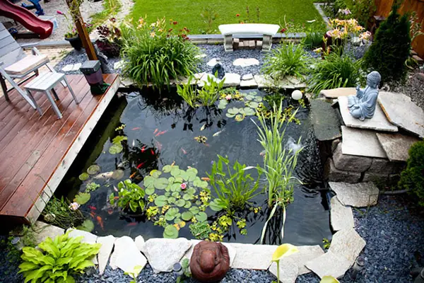 Thiết Kế Hồ Cá Thiết Kế Hồ Cá