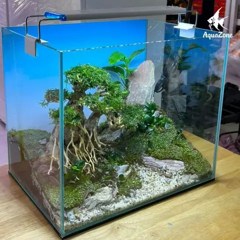 Bước 3: Thiết Kế Bố Cục Cho Bể Cá Mini