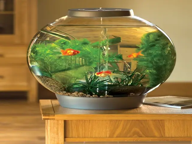 Mẫu Bể Cá Mini Tròn Để Bàn Tuyệt Đẹp Được Nhiều Người Ưa Chuộng