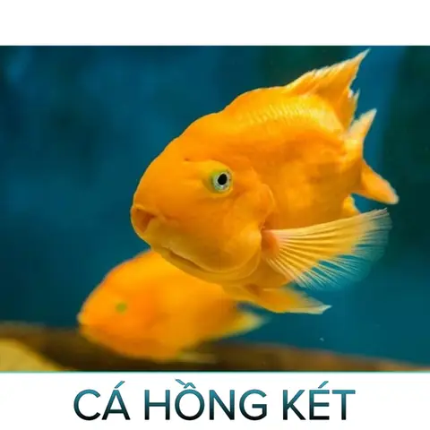 Cá Hồng Két- Cá Cảnh Thiên Phước