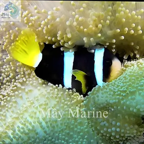 Ở Hướng Dẫn Setup Bể Cá Nước Mặn Cho Người Mới Bắt Đầu Ở Hướng Dẫn Setup Bể Cá Nước Mặn Cho Người Mới Bắt Đầu