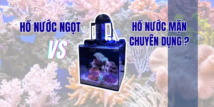 Sự Khác Nhau Giữa Hồ Nước Mặn Chuyên Dụng Và Hồ Nước Ngọt ... Sự Khác Nhau Giữa Hồ Nước Mặn Chuyên Dụng Và Hồ Nước Ngọt ...