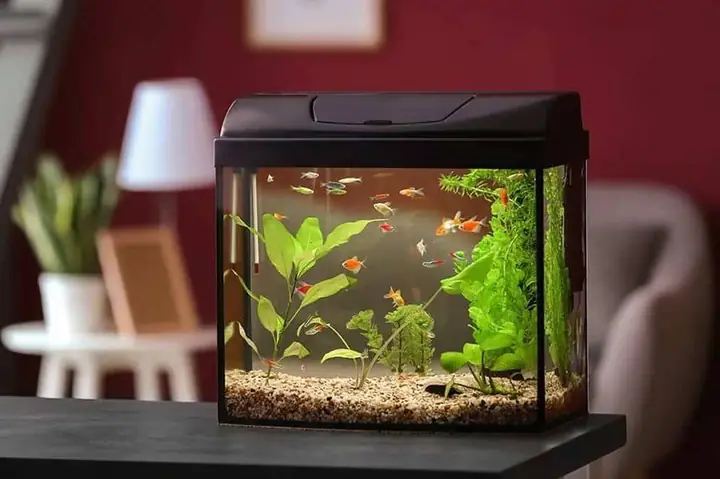 Vị Trí Không Nên Để Bể Cá, Tránh Phạm Phong Thủy Không Tốt