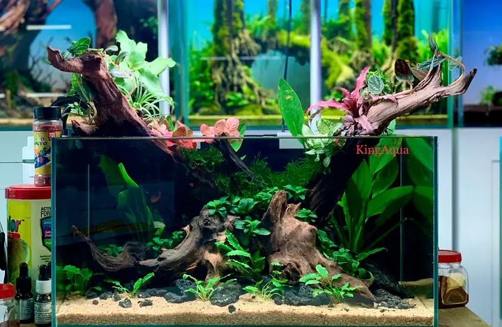 Bể Thủy Sinh Mini