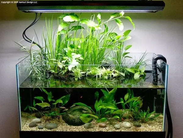 Các Mẫu Bể Cá Thủy Sinh Mini Hà Nội Được Ưa Chuộng Các Mẫu Bể Cá Thủy Sinh Mini Hà Nội Được Ưa Chuộng