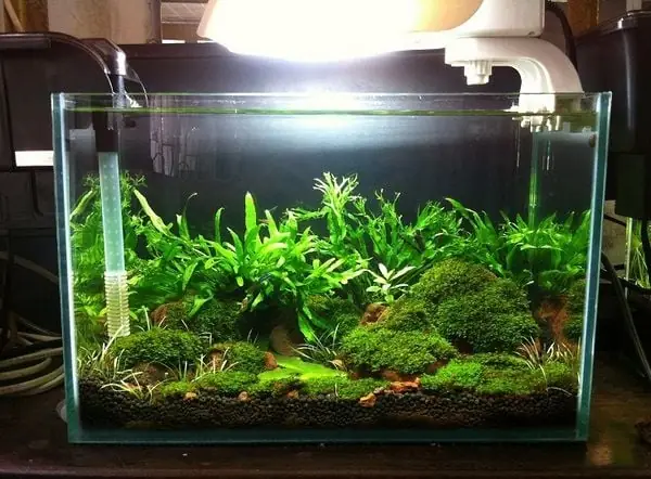 Vì Sao Bể Cá Thủy Sinh Mini Hà Nội Là Lựa Chọn Lý Tưởng Cho Không Gian Nhỏ? Vì Sao Bể Cá Thủy Sinh Mini Hà Nội Là Lựa Chọn Lý Tưởng Cho Không Gian Nhỏ?