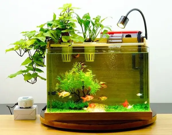 Cách Chăm Sóc Bể Cá Thủy Sinh Mini Đơn Giản Cách Chăm Sóc Bể Cá Thủy Sinh Mini Đơn Giản