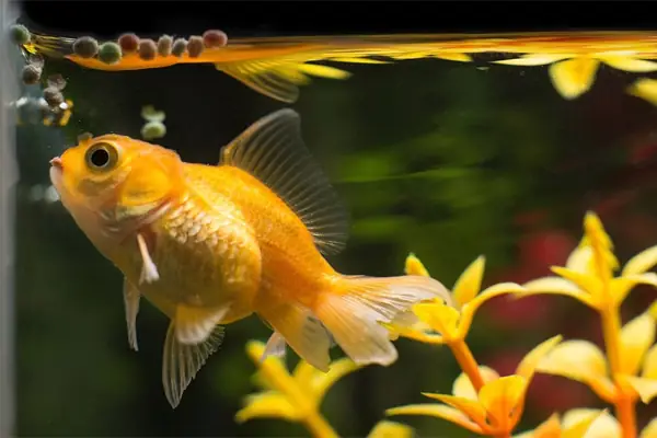 Biểu Hiện Cá Cảnh Sắp Chết Dễ Nhận Thấy Nhất Biểu Hiện Cá Cảnh Sắp Chết Dễ Nhận Thấy Nhất