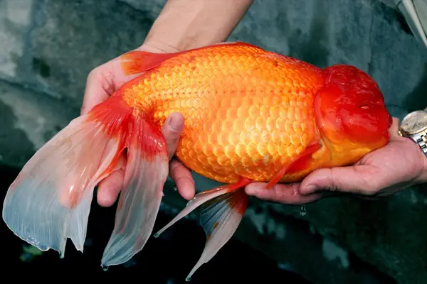 Cách Xử Lý Khi Thấy Cá Có Dấu Hiệu Sắp Chết Cách Xử Lý Khi Thấy Cá Có Dấu Hiệu Sắp Chết