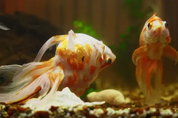 Nguyên Nhân Dẫn Đến Tình Trạng Cá Chết Nguyên Nhân Dẫn Đến Tình Trạng Cá Chết