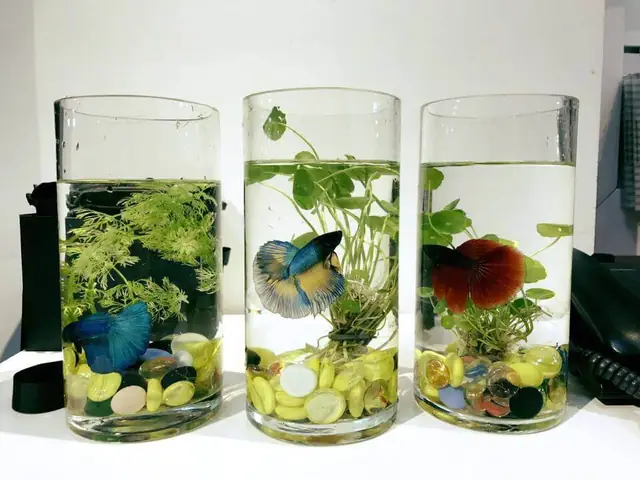 Các Loài Cá Phù Hợp Với Môi Trường Bình Thủy Tinh Các Loài Cá Phù Hợp Với Môi Trường Bình Thủy Tinh