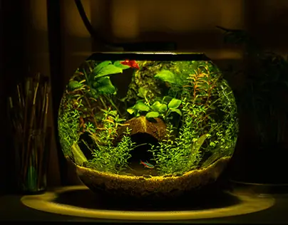 Thêm Phụ Kiện Trang Trí Thêm Phụ Kiện Trang Trí