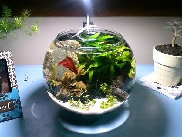 Chuẩn Bị Bình Thủy Tinh Nuôi Cá - Bí Quyết Thành Công Chuẩn Bị Bình Thủy Tinh Nuôi Cá - Bí Quyết Thành Công