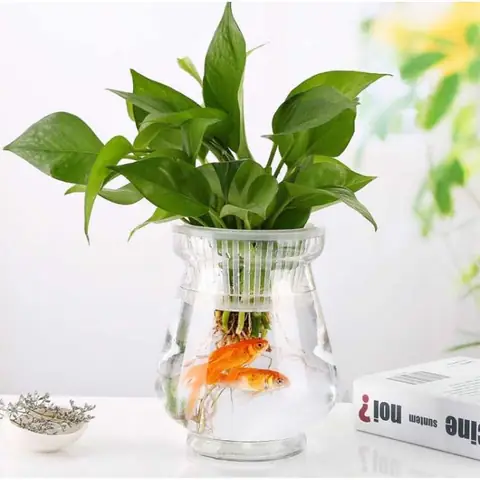 Những Lưu Ý Quan Trọng Khi Nuôi Cá Trong Bình Thủy Tinh Những Lưu Ý Quan Trọng Khi Nuôi Cá Trong Bình Thủy Tinh